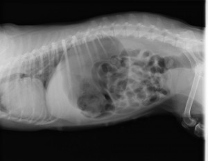 IM-0001-0001-e1426758176604-300x232