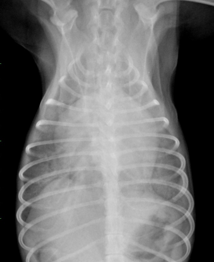 僧帽弁閉鎖不全症