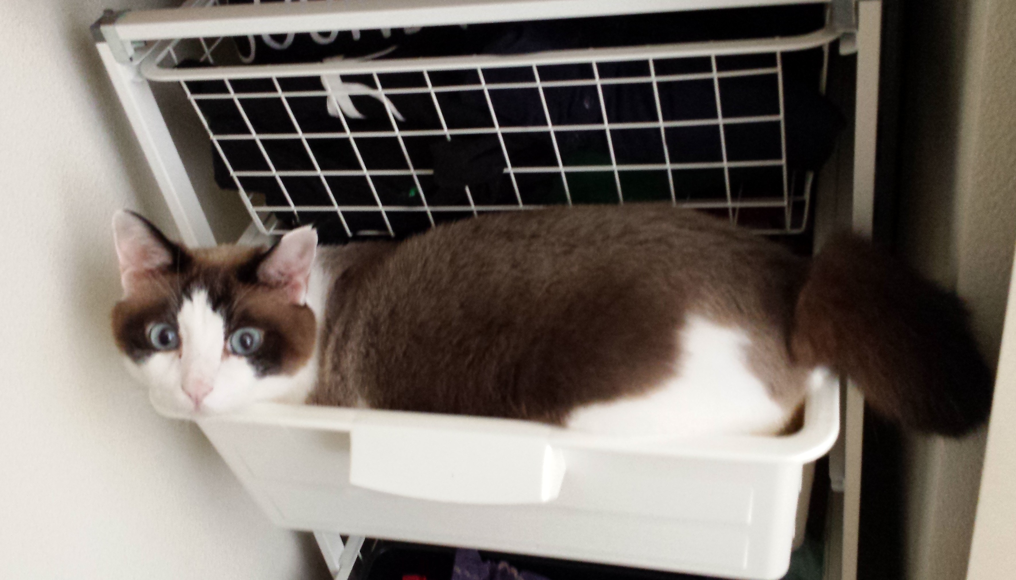 ひも状異物にご用心！