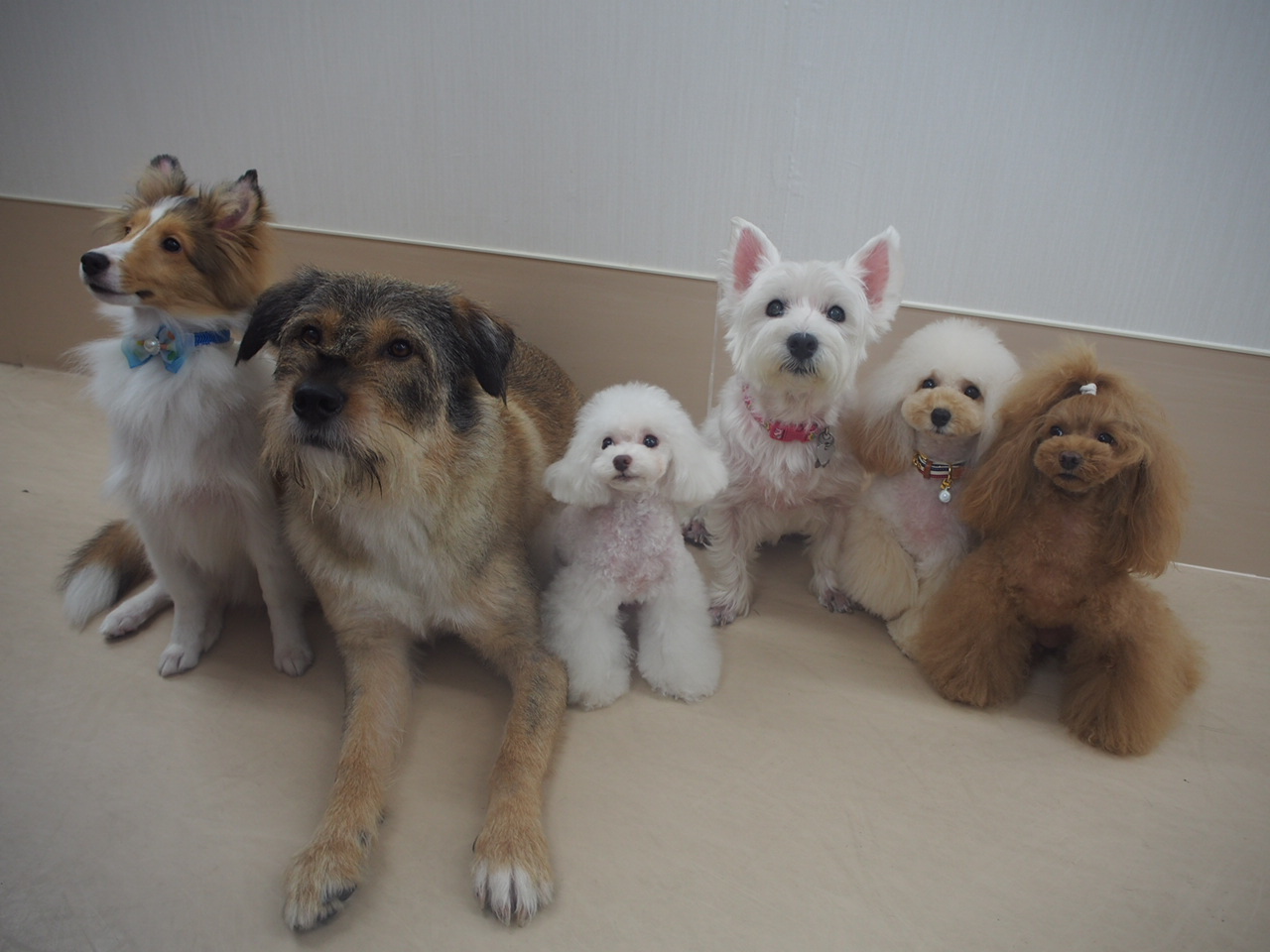 ワンコフルメンバー