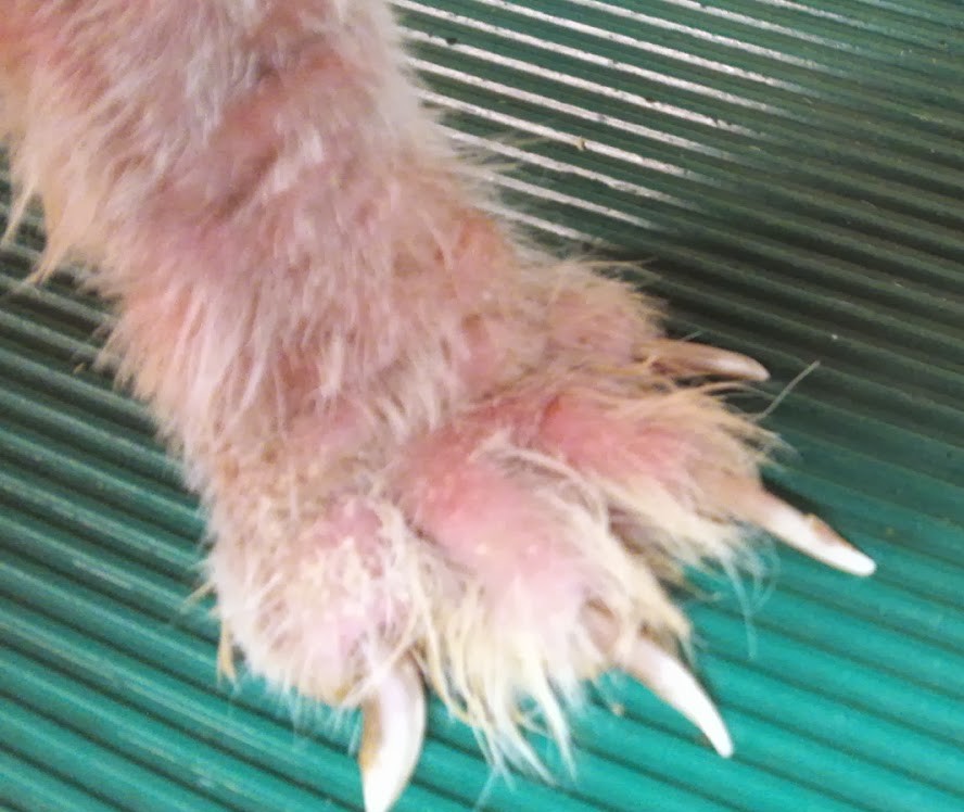 疥癬の犬の手